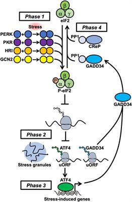 The role of protein kinase R in dystonia